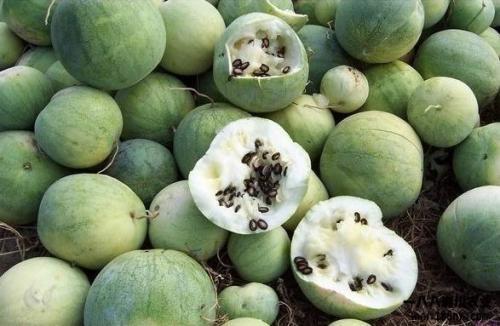 日本华人吃瓜,吃瓜群众的热议焦点