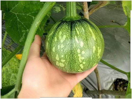 小莹吃瓜,揭秘娱乐圈那些不为人知的幕后故事