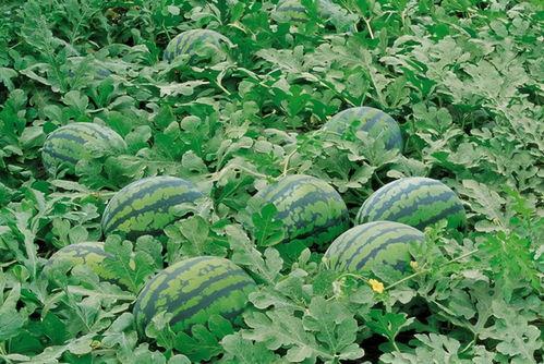 北阳村吃瓜,村民共享清凉时光