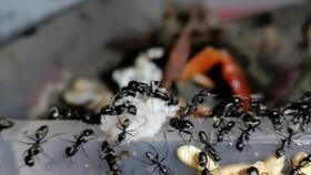 蚂蚁 哈密瓜 吃,一场奇妙的味蕾之旅