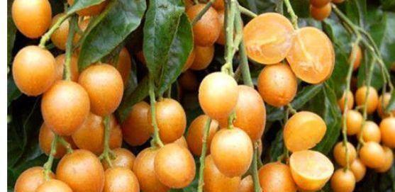 黄皮面瓜能直接吃,可直接食用的天然美味