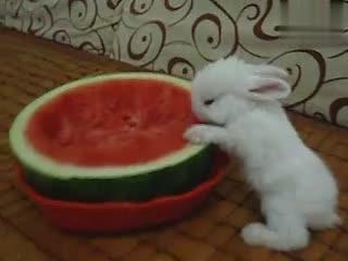 兔子吃富瓜吗,探寻兔子饮食习惯的奥秘