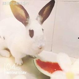 兔子吃富瓜吗,探寻兔子饮食习惯的奥秘