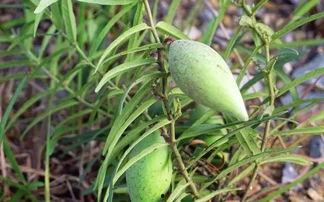 瓢子瓜怎么吃最好,解锁美味新体验