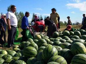 南界河村吃瓜,瓜香四溢，夏日里的乡村盛宴