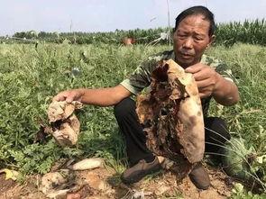 威县吃瓜最新事件,揭秘背后真相与网络舆论风暴