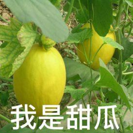 吃瓜到底是吃的什么瓜,究竟在品尝何种瓜果之谜