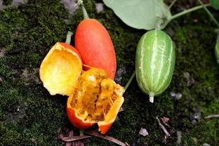 蜜宝王瓜怎么吃,美味多汁,轻松享用的健康佳品